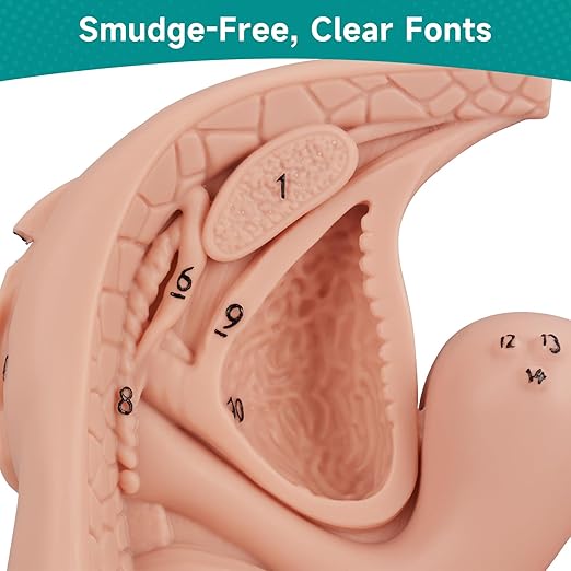 Female Catheterization Insertion Trainer Kit, External Genital Anatomy Models for Medical Students or Nurses Educational Demonstration and Training, Silicone Material