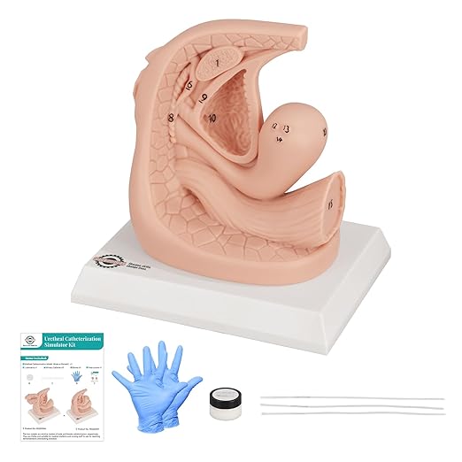Female Catheterization Insertion Trainer Kit, External Genital Anatomy Models for Medical Students or Nurses Educational Demonstration and Training, Silicone Material