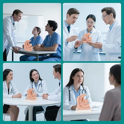 Female Catheterization Insertion Trainer Kit, External Genital Anatomy Models for Medical Students or Nurses Educational Demonstration and Training, Silicone Material