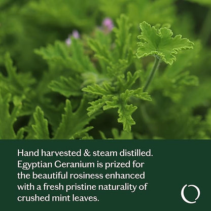 LIVEDROPS 24/7 Good Geranium Essential Oil, Natural Vegan Aromatherapy for Diffuser or Diluted Skin Use, Rosy Floral Scent, Origin Egypt, Made in USA, Clinically Tested, 10ml