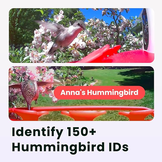 Birdfy Hummingbird Feeder with Dual Cameras - 2K HD Smart Cameras Solar Powered, Close-Up Bird Video/Live Watching & Instant Notifications, Ant Moat & Leakproof - 20oz (AI Lifetime)